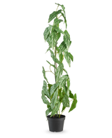 Die künstliche Pflanze Begonia Maculata 90 cm grün steht hoch mit gesprenkelten weißen und grünen Blättern in einem kleinen schwarzen Topf vor einem schlichten weißen Hintergrund.