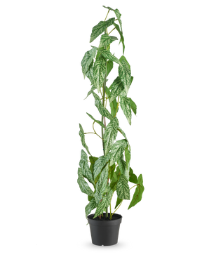 Die künstliche Pflanze Begonia Maculata 90 cm grün steht hoch mit gesprenkelten weißen und grünen Blättern in einem kleinen schwarzen Topf vor einem schlichten weißen Hintergrund.