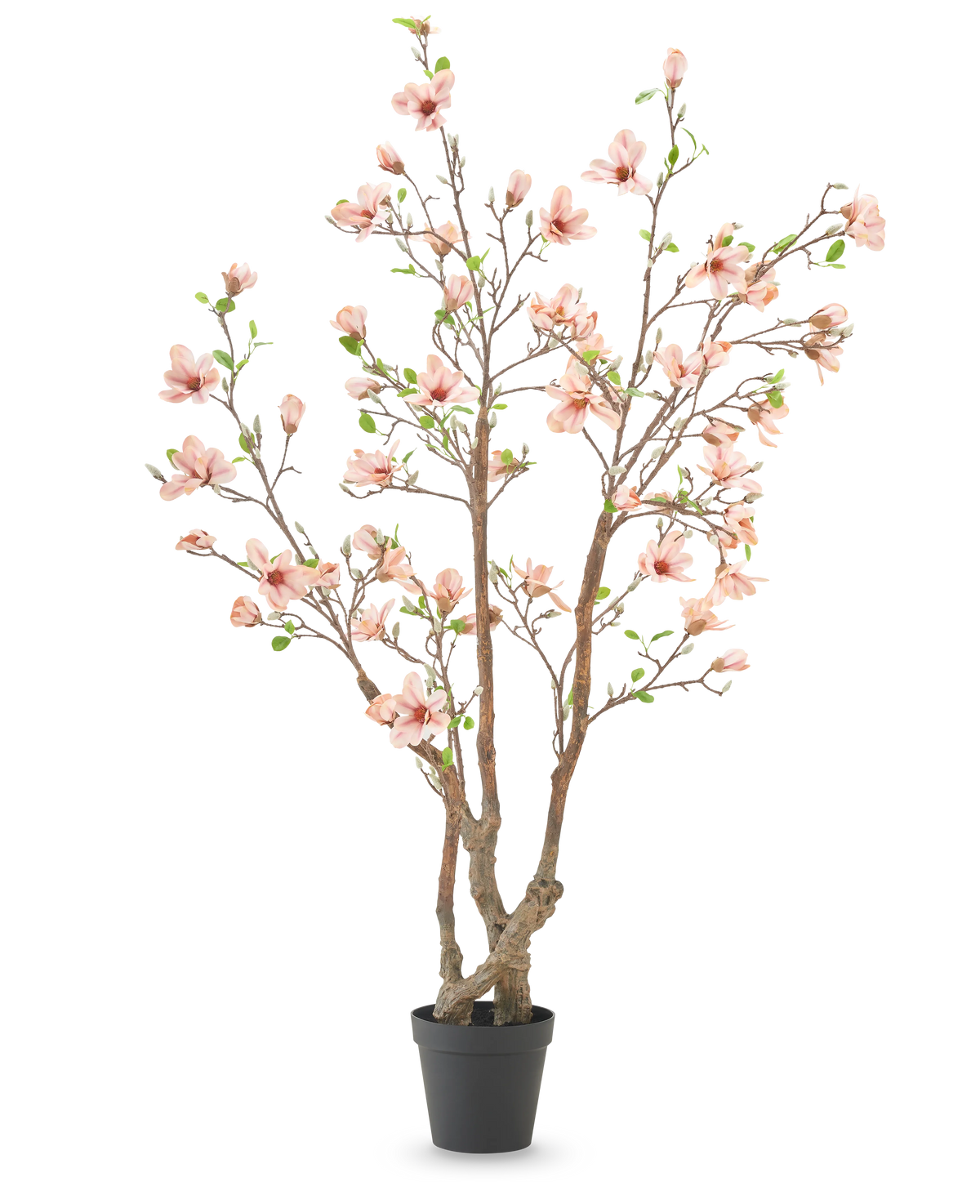 Die Kunstpflanze Magnolie 220 cm ist ein künstlicher Magnolienbaum im Topf mit mehreren braunen Zweigen, hellrosa Blüten und grünen Blättern in einem schlichten schwarzen Topf vor weißem Hintergrund.