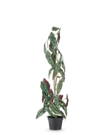 Die Kunstpflanze Begonia Maculata 90 cm grün/rot hat hohe, aufrechte Stängel und grüne Blätter mit weißen Punkten und rotvioletten Unterseiten vor einem schlichten weißen Hintergrund.