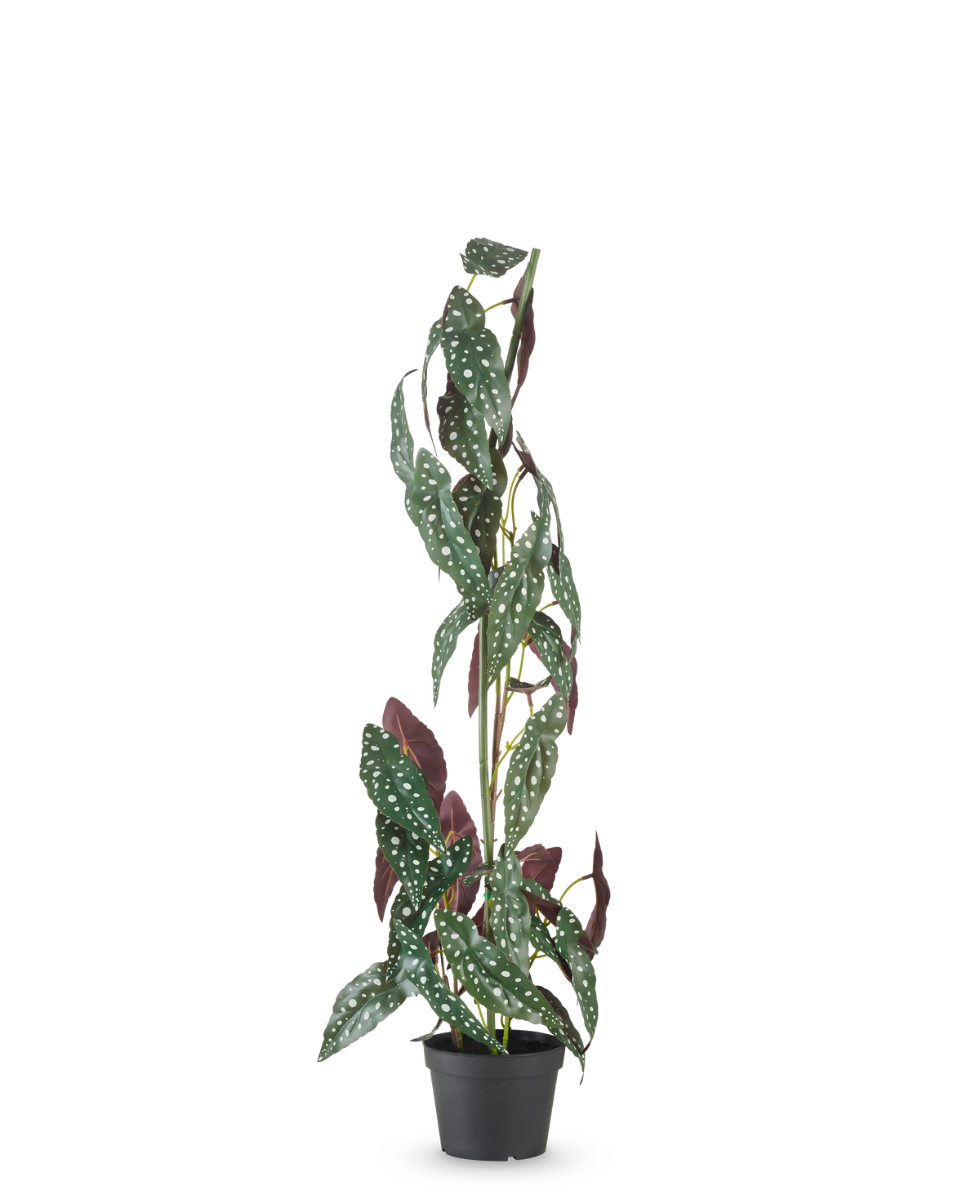Die Kunstpflanze Begonia Maculata 90 cm grün/rot hat hohe, aufrechte Stängel und grüne Blätter mit weißen Punkten und rotvioletten Unterseiten vor einem schlichten weißen Hintergrund.
