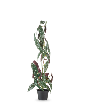 Die Kunstpflanze Begonia Maculata 90 cm grün/rot hat hohe, aufrechte Stängel und grüne Blätter mit weißen Punkten und rotvioletten Unterseiten vor einem schlichten weißen Hintergrund.