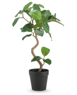 Der künstliche Ficus Elastica 42 cm hat einen gedrehten Stamm und breite, glänzend grüne Blätter, präsentiert in einem schlichten schwarzen Topf vor einem schlichten weißen Hintergrund.