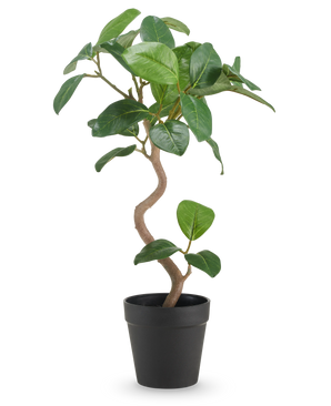 Der künstliche Ficus Elastica 42 cm hat einen gedrehten Stamm und breite, glänzend grüne Blätter, präsentiert in einem schlichten schwarzen Topf vor einem schlichten weißen Hintergrund.
