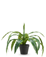 Die künstliche Dracaena im Topf UV 50 cm hat lange, überhängende grüne Blätter und wird in einem schwarzen Topf vor einem schlichten weißen Hintergrund geliefert.