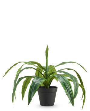 Die künstliche Dracaena im Topf UV 50 cm hat lange, überhängende grüne Blätter und wird in einem schwarzen Topf vor einem schlichten weißen Hintergrund geliefert.
