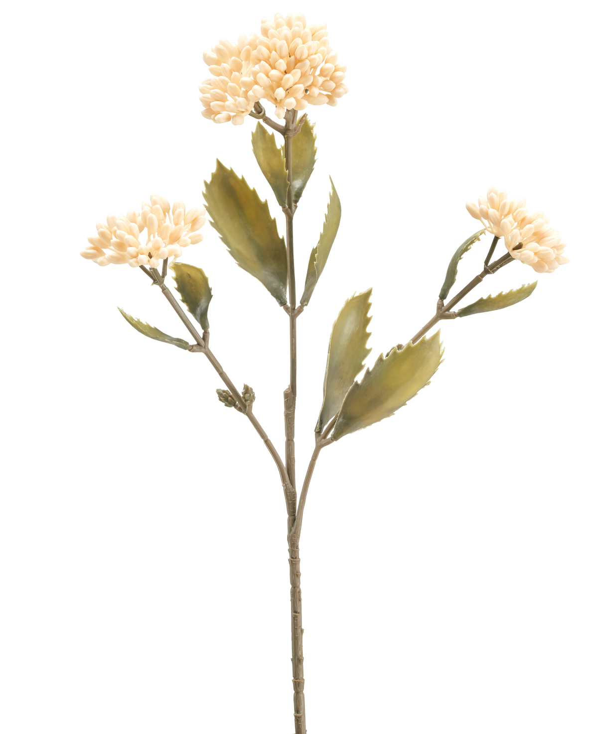 Die cremefarbene Kunstblume Kalanchoe 47 cm hat einen einzelnen künstlichen Stiel mit drei Büscheln kleiner, hellcremefarbener Blüten und grünen, gezackten Blättern vor einem schlichten weißen Hintergrund.