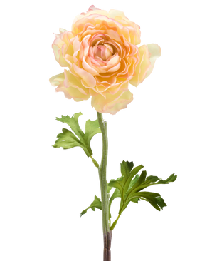 Die künstliche Ranunkelblume 51 cm in Lachsrosa besteht aus einer einzelnen künstlichen Ranunkelblume in sanften Lachsrosatönen mit geschichteten Blütenblättern und grünen Blättern an einem langen Stiel vor einem weißen Hintergrund.