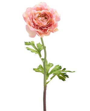 Die künstliche Ranunkelblume 51 cm rosa besteht aus einer einzelnen rosafarbenen Ranunkel mit geschichteten Blütenblättern und grünen Blättern an einem langen Stiel, isoliert vor einem weißen Hintergrund.