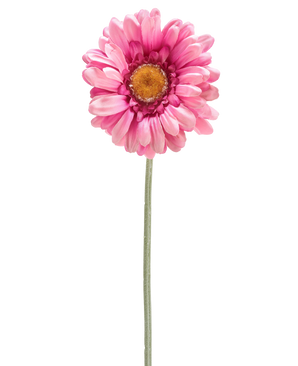 Die künstliche Blume Gerbera 53 cm dunkelrosa ist ein einzelnes dunkelrosa künstliches Gänseblümchen mit einem gelben Herzen auf einem langen grünen Stiel, isoliert auf einem weißen Hintergrund.