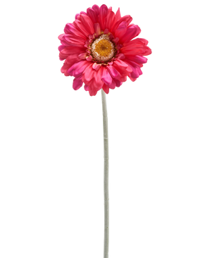 Eine einzelne künstliche Gerbera-Blume 53 cm burgunderrot mit einem langen grünen Stiel, isoliert auf weißem Hintergrund.