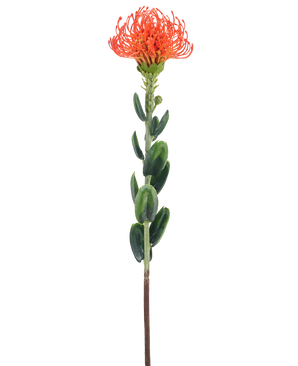 Eine einzelne künstliche Blume Mini Protea 61 cm orange mit einer zarten orangefarbenen Blüte und grünen Blättern vor einem schlichten weißen Hintergrund.
