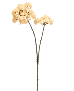 Vor einem schlichten weißen Hintergrund sind zwei hohe Kunstblumen-Sedums von 70 cm mit cremefarbenen Stielen mit grünbraunen Stielen und Büscheln cremefarbener, stacheliger Bommelblüten zu sehen.