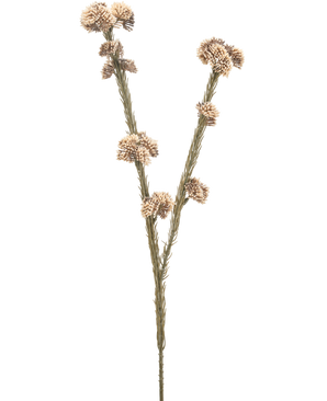 Die künstliche Blume Ozothamnus diosmifolius 57 cm creme/braun hat einen einzelnen getrockneten Stiel mit zwei Zweigen, jeder mit Büscheln kleiner, runder, beige und brauner, stacheliger Blüten vor einem schlichten weißen Hintergrund.