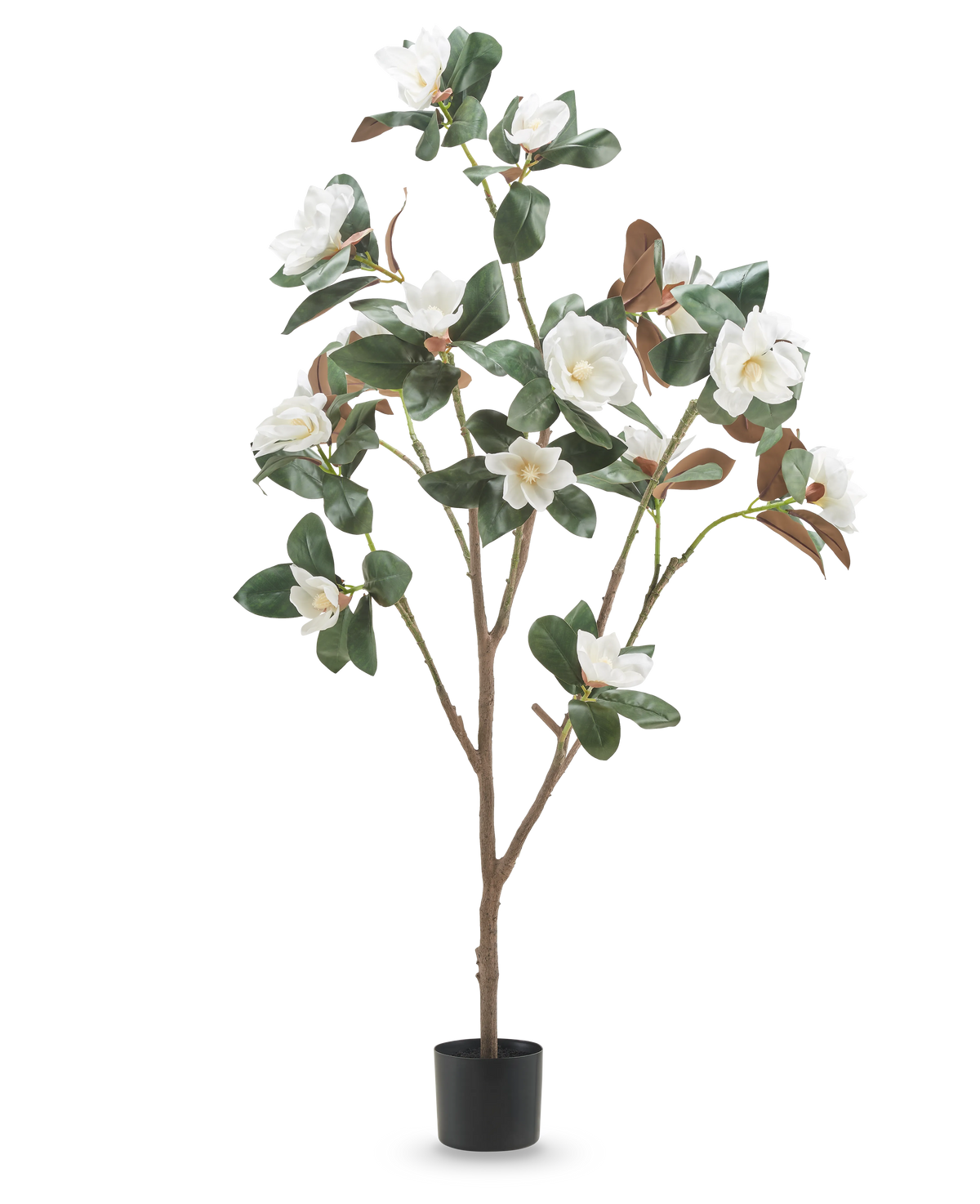 Die künstliche Yulania-Pflanze mit Blüte (150 cm) ist eine hohe künstliche Magnolie mit mehreren Zweigen, üppigen grünen Blättern und weißen Blüten in einem kleinen schwarzen Topf vor einem schlichten weißen Hintergrund.