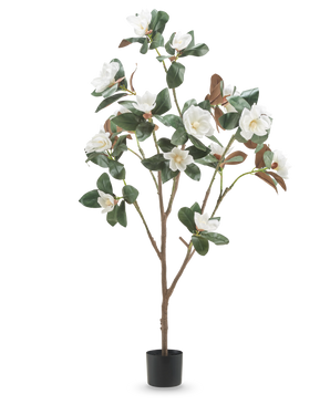 Die künstliche Yulania-Pflanze mit Blüte (150 cm) ist eine hohe künstliche Magnolie mit mehreren Zweigen, üppigen grünen Blättern und weißen Blüten in einem kleinen schwarzen Topf vor einem schlichten weißen Hintergrund.