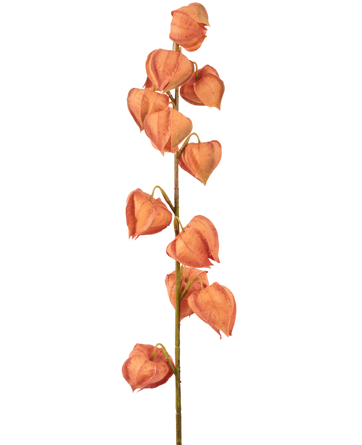 Die künstliche Blumenlaternenpflanze 79 cm orange hat einen einzelnen Stiel mit mehreren orangefarbenen, laternenförmigen Hülsen, die vertikal angeordnet sind und getrockneten Physalis ähneln, auf einem schlichten weißen Hintergrund.