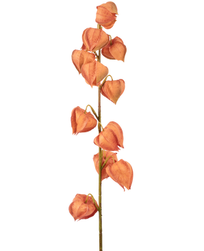Die künstliche Blumenlaternenpflanze 79 cm orange hat einen einzelnen Stiel mit mehreren orangefarbenen, laternenförmigen Hülsen, die vertikal angeordnet sind und getrockneten Physalis ähneln, auf einem schlichten weißen Hintergrund.