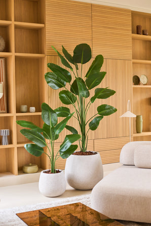 Zwei große tropische Topfpflanzen mit breiten grünen Blättern, darunter die Kunstpflanze Strelitzia 210 cm Real Touch, stehen auf einem hellen Boden vor einem Holzregal in einem modernen, minimalistischen Wohnzimmer in neutralen Farbtönen. Diese pflegeleichten Ergänzungen bringen lebendiges Grün in den Raum, ohne dass besondere Pflege erforderlich ist.