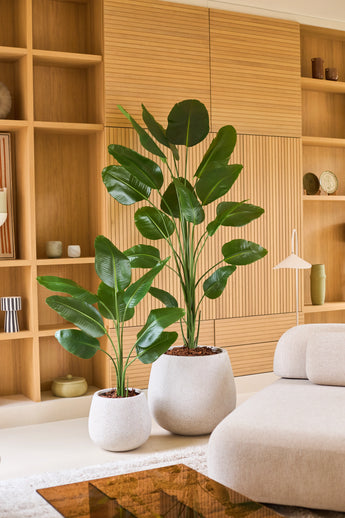 Zwei große tropische Topfpflanzen mit breiten grünen Blättern, darunter die Kunstpflanze Strelitzia 210 cm Real Touch, stehen auf einem hellen Boden vor einem Holzregal in einem modernen, minimalistischen Wohnzimmer in neutralen Farbtönen. Diese pflegeleichten Ergänzungen bringen lebendiges Grün in den Raum, ohne dass besondere Pflege erforderlich ist.