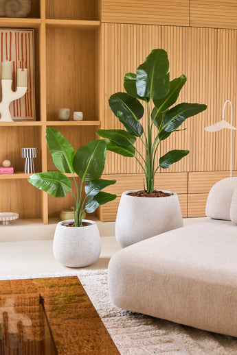 Zwei große grüne Topfpflanzen, darunter die Kunstpflanze Strelitzia 90 cm Real Touch in einem eleganten weißen Pflanzgefäß, stehen auf dem Boden neben einem beigen Sofa in einem modernen Wohnzimmer mit Holzregalen und dekorativen Akzenten im Hintergrund.