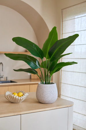 Eine künstliche Strelitzia Real Touch Deluxe-Pflanze mit einer Größe von 90 cm und lebensechten grünen Blättern steht auf einer hellen Arbeitsplatte neben einer dekorativen Schale mit Zitronen. Im Hintergrund sieht man ein Waschbecken, Regale und ein großes Fenster mit Gardinen. Diese 90 cm große Kunstpflanze verleiht dem Raum ein lebendiges, natürliches Aussehen.