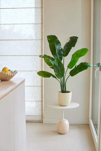 Eine künstliche Strelitzia Nicolai Deluxe-Pflanze von 120 cm mit großen grünen Blättern steht auf einem kleinen runden Tisch neben einem Fenster in einer hellen, minimalistischen Küche. Auf der linken Seite der Theke steht eine Schüssel mit Zitronen.