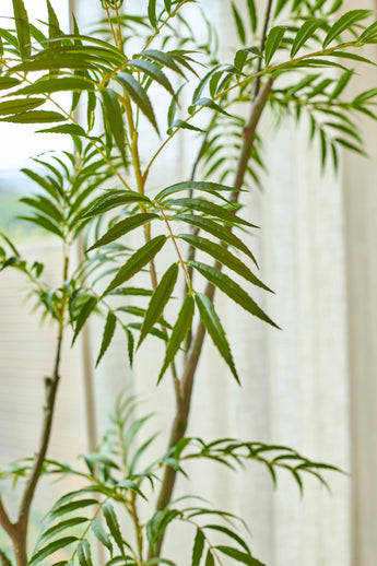 Die 180 cm große künstliche Mahonia-Pflanze mit ihren langen, schlanken, spitzen grünen Blättern steht vor einem sanft beleuchteten Fenster, das von durchscheinenden weißen Vorhängen eingerahmt wird.