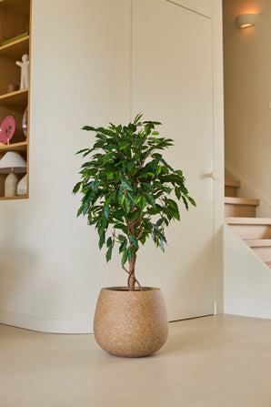 Eine künstliche Ficus Green-Pflanze von 120 cm mit glänzend grünen Blättern steht auf einem hellen Boden in einem modernen, minimalistischen Raum, in der Nähe einer Holztreppe und Regalen, die mit dekorativen Gegenständen dekoriert sind.