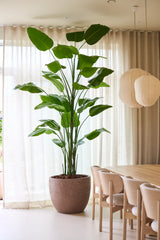 Die Kunstpflanze Strelitzia Real Touch Deluxe von Easyplants mit einer Höhe von sage und schreibe 300 cm und beeindruckenden grünen Blättern sorgt neben einem Esstisch und Stühlen aus Holz in einem hellen Raum mit transparenten Vorhängen und hängenden Papierlaternen für natürliche Eleganz, ganz ohne Pflegeaufwand.