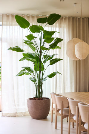 Die Kunstpflanze Strelitzia Real Touch Deluxe von Easyplants mit einer Höhe von sage und schreibe 300 cm und beeindruckenden grünen Blättern sorgt neben einem Esstisch und Stühlen aus Holz in einem hellen Raum mit transparenten Vorhängen und hängenden Papierlaternen für natürliche Eleganz, ganz ohne Pflegeaufwand.
