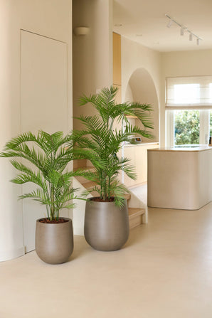 Zwei Topfpalmenpflanzen, darunter die auffällige 160 cm große künstliche Phoenix-Pflanze in modernen grauen Pflanzgefäßen, stehen auf einem hellen Boden in einem minimalistischen beigen Innenraum mit natürlichem Licht, das durch ein großes Fenster hereinströmt – perfekt, um einem luxuriösen Innenraum einen Hauch tropischer Pflanzen zu verleihen.