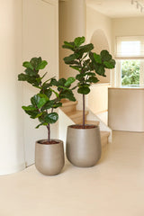Zwei künstliche Ficus-Tabakpflanzen Deluxe von 125 cm in großen beigen Töpfen werden im Innenbereich neben der Treppe platziert und verleihen dem Raum eine gemütliche Zimmerpflanzenatmosphäre. Natürliches Licht erfüllt den Raum, hebt die breiten, glänzend grünen Blätter der Pflanzen hervor und ergänzt das minimalistische, moderne Interieur mit einer afrikanischen Atmosphäre.