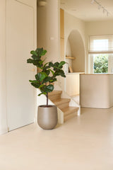 Eine künstliche Ficus-Tabakpflanze Deluxe von 125 cm in einem grauen Topf steht auf dem Boden neben einer hellen Holztreppe in einem modernen, minimalistischen Wohnraum mit neutralen Farbtönen und natürlichem Fensterlicht und sorgt als markantes Herzstück der Zimmerpflanzenkollektion für eine dezente afrikanische Atmosphäre.
