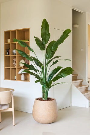 Eine 210 cm große Kunstpflanze Strelitzia Nicolai Deluxe mit langen grünen Blättern steht neben einem Holzstuhl in einem modernen, minimalistischen Raum mit weißen Wänden, Holzregalen und einer Treppe im Hintergrund. Diese tropische Kunstpflanze verleiht dem modernen Raum einen Hauch natürlicher Eleganz.