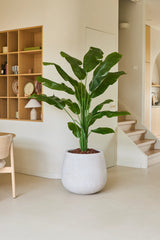 Die Kunstpflanze Strelitzia Nicolai Deluxe 180 cm steht mit ihren breiten grünen Blättern auf einem hellen Boden in einem modernen, minimalistischen Wohnzimmer in der Nähe der Treppe und einem Holzregal mit Deko-Objekten und verleiht dem Raum ein tropisches Urlaubsgefühl.