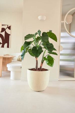 Die 120 cm große Kunstpflanze Alocasia mit ihren großen, üppigen Blättern und dicken Stielen steht in einem hellen, modernen Raum mit minimalistischem Dekor, einem runden Spiegel und abstrakter Wandkunst im Hintergrund.