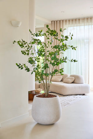Die 180 cm große künstliche Ficus-Pflanze mit ihren üppig grünen Blättern steht stolz auf einem hellen Boden in einem modernen, hellen Wohnzimmer mit einem weißen Sofa, einem weichen Teppich und durchscheinenden Vorhängen, die natürliches Licht hereinlassen.