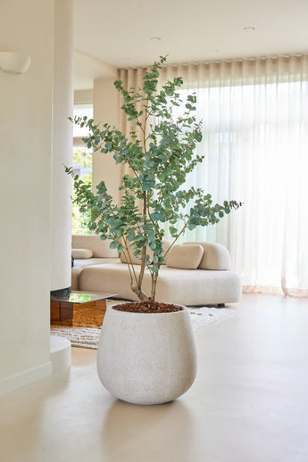 Die Kunstpflanze Eukalyptus 180 cm steht auf einem hellen Boden in einem modernen, minimalistischen Wohnzimmer mit beigen Möbeln, großen Fenstern und lichtdurchlässigen Vorhängen, die dafür sorgen, dass der Raum in natürliches Licht getaucht wird.