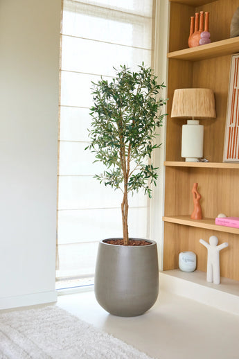 In einem hellen, modernen Wohnraum steht ein 160 cm hoher künstlicher UV-Olivenbaum mit üppig grünem Laub neben Holzregalen, auf denen Bücher, Skulpturen, eine Lampe und Dekorationsgegenstände ausgestellt sind.