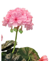 Eine Nahaufnahme der künstlichen Geranie 40 cm rosa, mit lebensechten rosa Blütenbüscheln und grünen Blättern vor einem weißen Hintergrund, der die realistische Schönheit dieser künstlichen Pflanze hervorhebt.