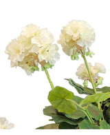 Die künstliche Geranie 40 cm weiß hat hellcremefarbene Blüten mit grünen Stielen und Blättern vor einem weißen Hintergrund – eine schöne Ergänzung für jede Kunstblumensammlung.