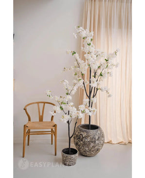 Ein minimalistischer Raum mit einem Holzstuhl, beigen Vorhängen und zwei künstlichen Kirschblüten 120 cm weiß mit weißen Blüten in einem Topf – einer in einem grauen Topf mit Struktur und der andere in einem schwarzen Topf.