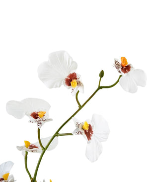 Eine Nahaufnahme des künstlichen Oncidium Real Touch 48 cm weiß zeigt die zarten weißen Orchideenblüten mit gelben und braunen Zentren vor einem schlichten weißen Hintergrund.