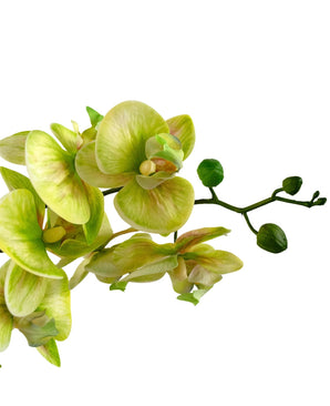 Eine Nahaufnahme der künstlichen Orchidee Real Touch 60 cm grün zeigt hellgrüne und gelbe Orchideenblüten mit einigen ungeöffneten Knospen am Stiel vor einem weißen Hintergrund.