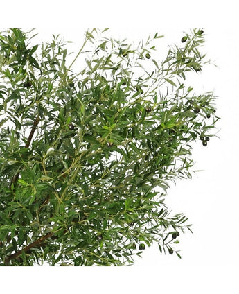 Der künstliche Olivenbaum 270 cm mit Oliven hat schmale grüne Blätter und dunkle Oliven und ist somit die perfekte Kunstpflanze, um Ihrem Raum einen eleganten Olivenbaum-Look zu verleihen.