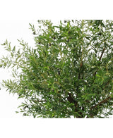 Nahaufnahme eines üppigen künstlichen Olivenbaums 270 cm mit Olivenzweigen mit schlanken Blättern und schwarzen Oliven – ideale Kunstpflanzen für alle, die einen Olivenbaum im Innenbereich haben möchten, dargestellt vor einem weißen Hintergrund.