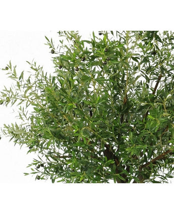 Nahaufnahme eines üppigen künstlichen Olivenbaums 270 cm mit Olivenzweigen mit schlanken Blättern und schwarzen Oliven – ideale Kunstpflanzen für alle, die einen Olivenbaum im Innenbereich haben möchten, dargestellt vor einem weißen Hintergrund.