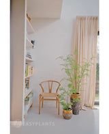 Ein minimalistischer Raum mit einem Holzstuhl neben der künstlichen Farnpflanze 85 cm und zwei Zimmerpflanzen im Topf, einem hohen Fenster mit beigen Vorhängen und einem weißen Bücherregal mit Büchern und Deko. Sanftes natürliches Licht erfüllt den Raum.
