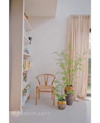 Ein minimalistischer Raum mit einem Holzstuhl neben der künstlichen Farnpflanze 85 cm und zwei Zimmerpflanzen im Topf, einem hohen Fenster mit beigen Vorhängen und einem weißen Bücherregal mit Büchern und Deko. Sanftes natürliches Licht erfüllt den Raum.